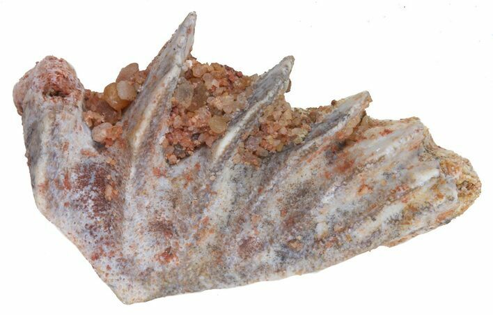 Cretaceous Lungfish (Ceratodus) Tooth Plate #58352